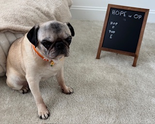 Paw the Pug